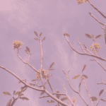 Blüten an Zweigen eines Baums, dahinter blauer Himmel. Pinker Filter über das ganze Bild.