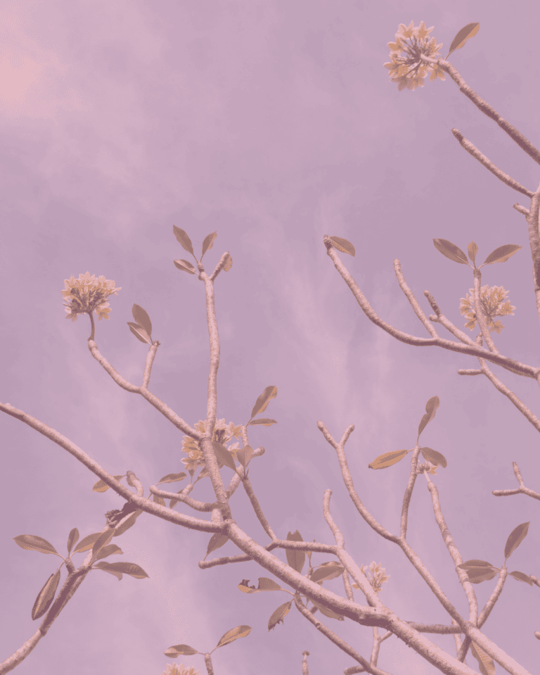 Blüten an Zweigen eines Baums, dahinter blauer Himmel. Pinker Filter über das ganze Bild.