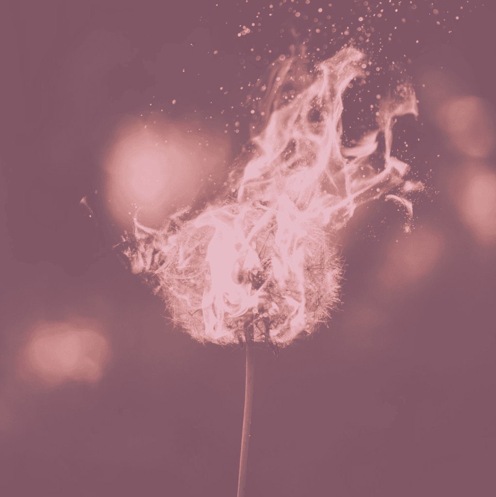 Brennende Pusteblume, die Funken erzeugt, vor einem dunklen Hintergrund.