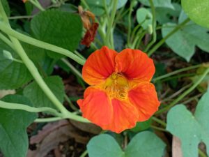 Orangerote Blüte, Kapuzinerkresse